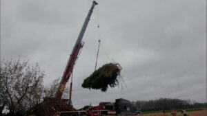 A crane raises a Norway spruce tree into the air and drops onto a truck bed for transport to Campus Martius Park 