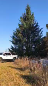 The Norway spruce selected as the 21st annual Campus Martius Christmas tree