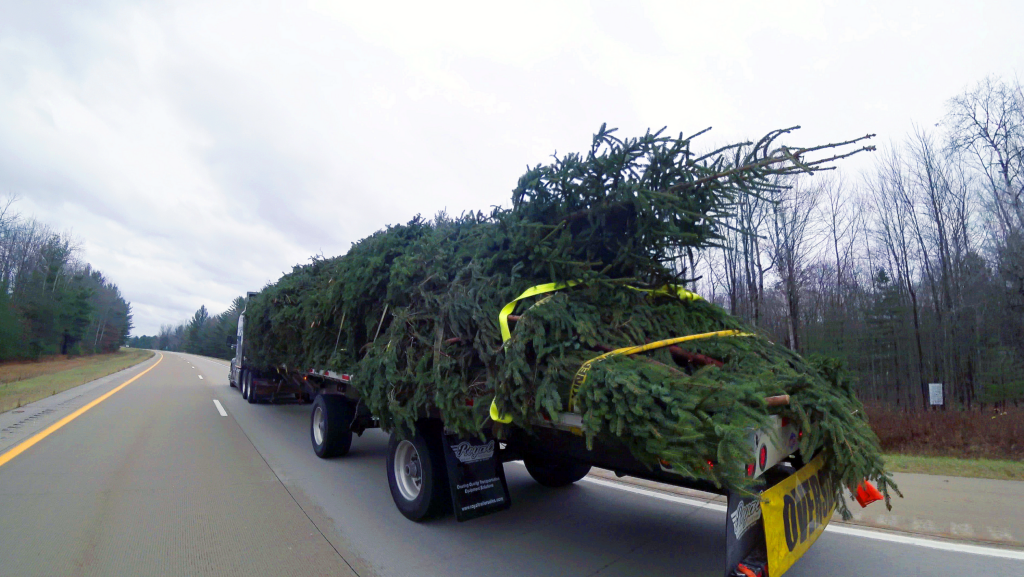 Bill Johnson drives a massive Norway spruce tree from Manton to Campus Martius Park in Detroit.