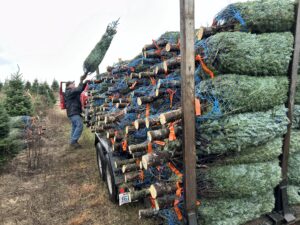 Christmas trees are wrapped up and loaded onto a truck